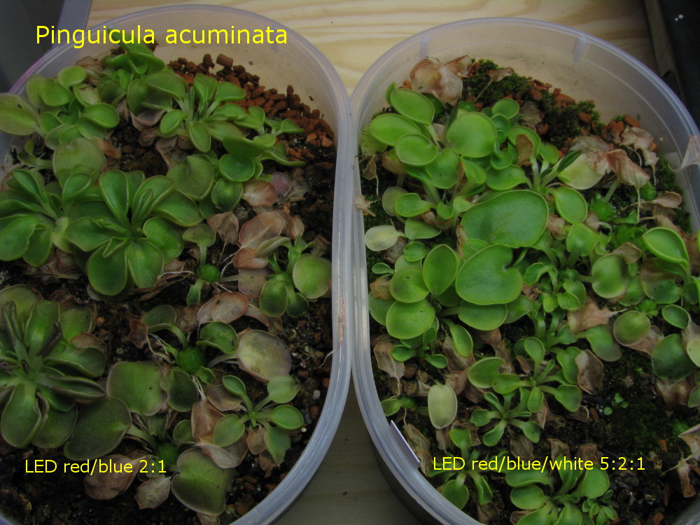 acuminata.jpg