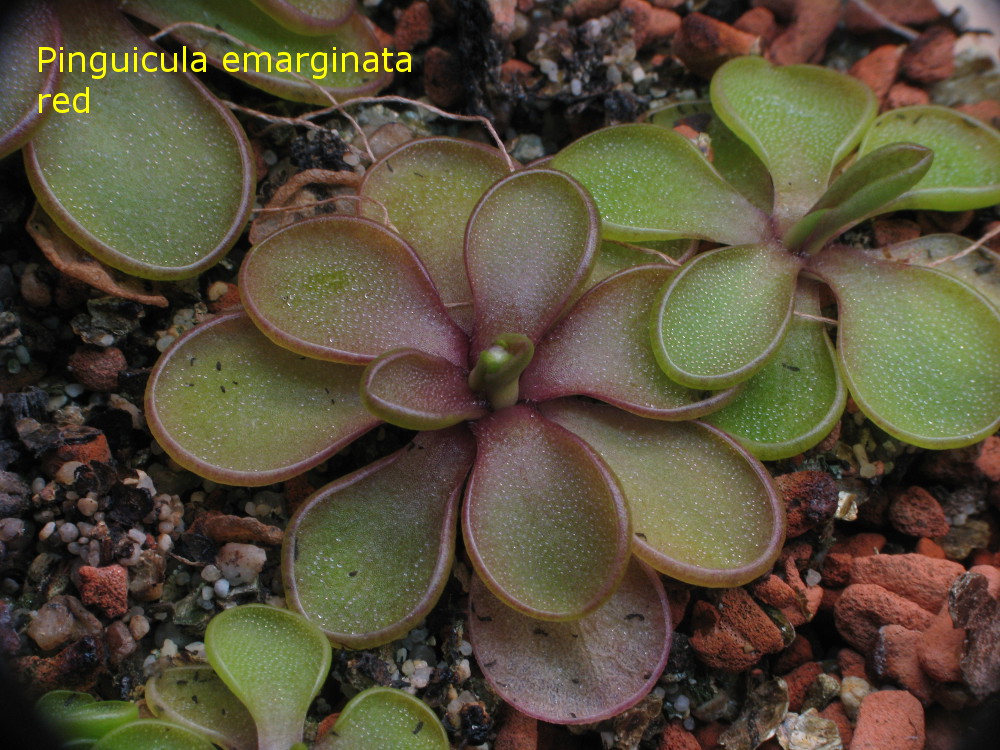 emarginata_red1.jpg