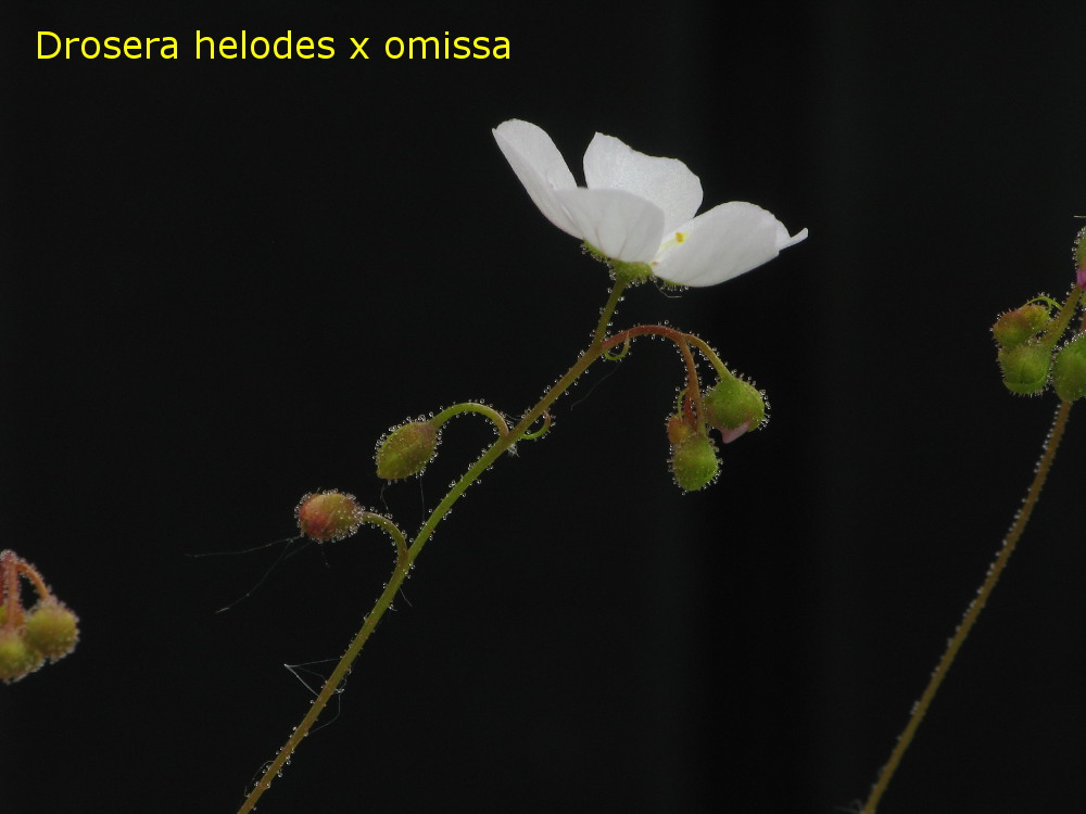 helodes_x_omissa3.jpg