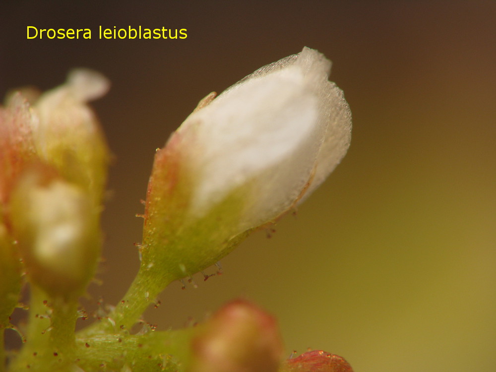 leioblastus4.jpg