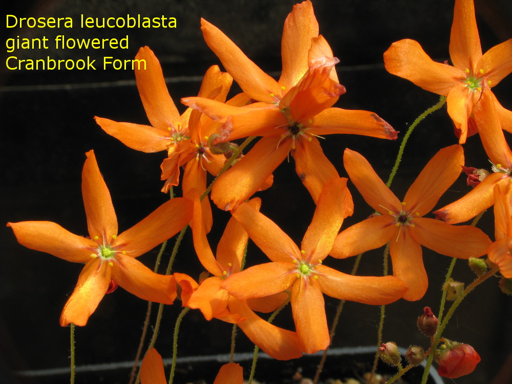 Some pygmy drosera Carnivorous Plants in Cultivation Carnivorous