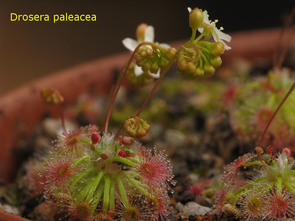 paleacea1.jpg