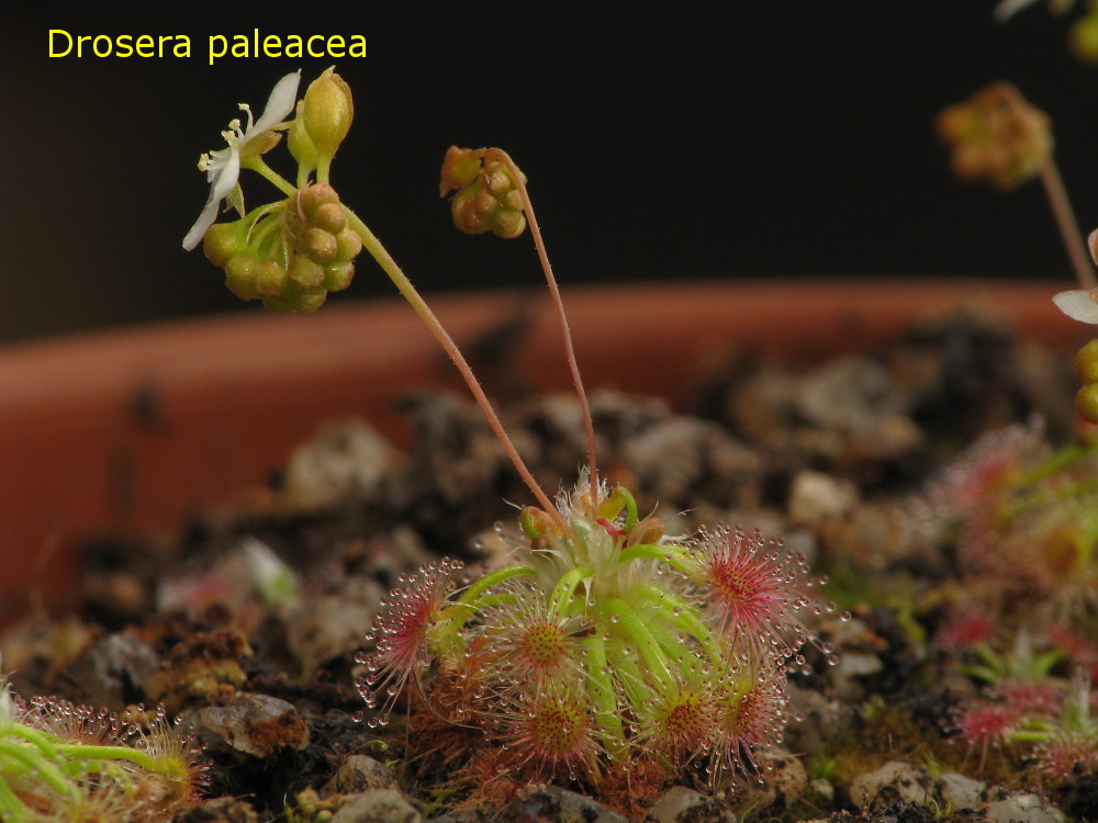 paleacea2.jpg