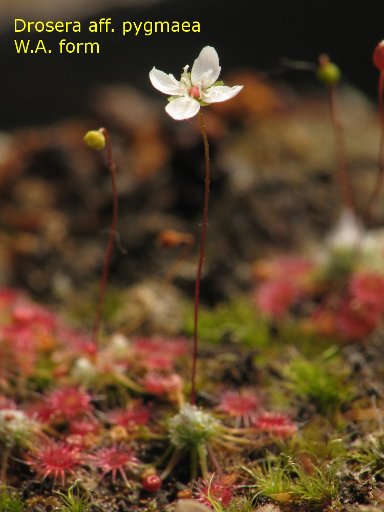 pygmaeaWA2.jpg