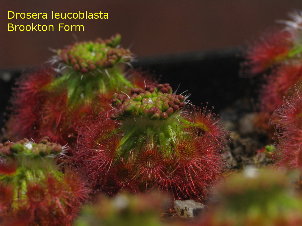 D_leucobl_Brookton2.jpg