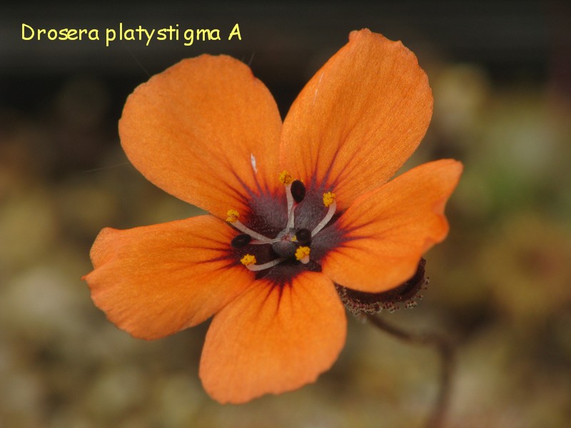 D_platystigma_A_1.jpg