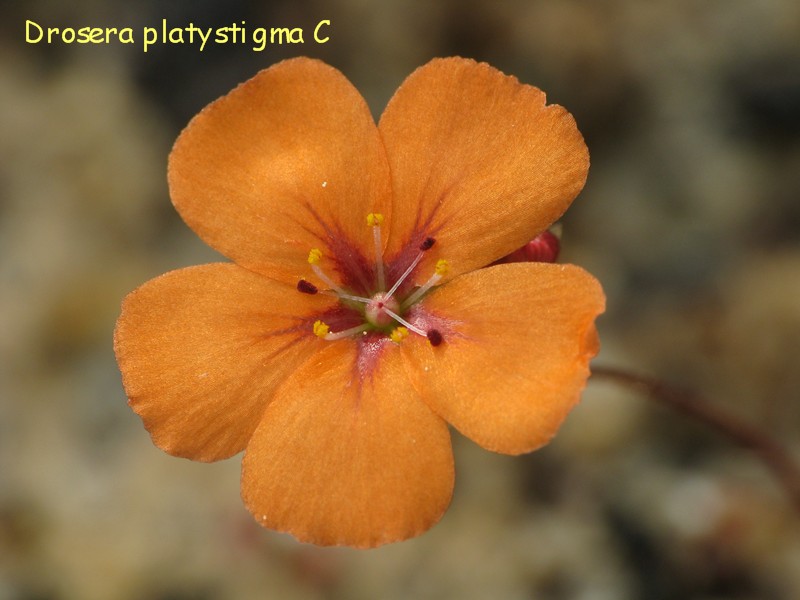 D_platystigma_C_2.jpg