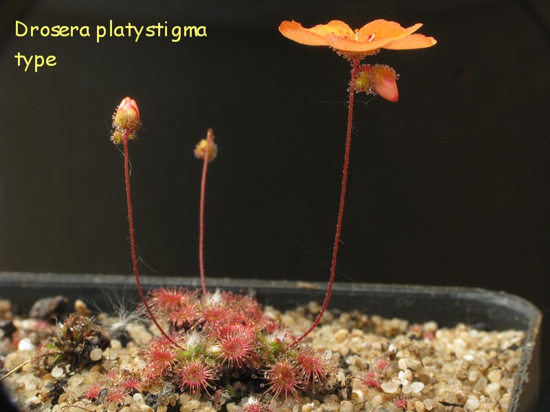 D_platystigma_type_1.jpg