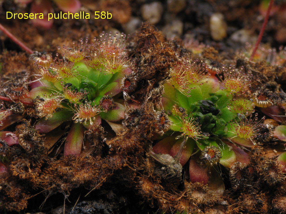 D_pulchella58b_1.jpg