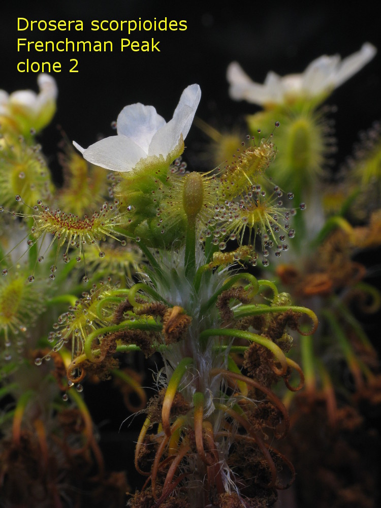scorpioides_French2_2.jpg